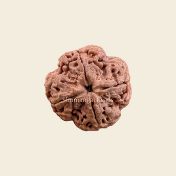 4 Mukhi Rudraksha Nepali (Collector)