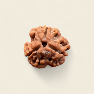 3 Mukhi Rudraksha Nepali (Medium)