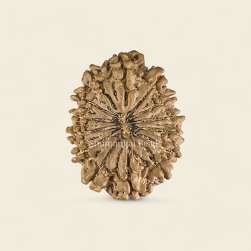 14 Mukhi Rudraksha Nepali (Super Collector 36MM)