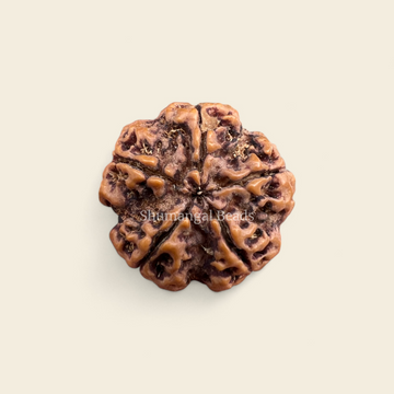 5 Mukhi Rudraksha Nepali (Medium)