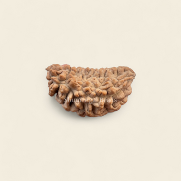 1 Mukhi Rudraksha (Medium)