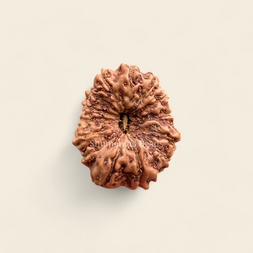 14 Mukhi Indonesian Rudraksha