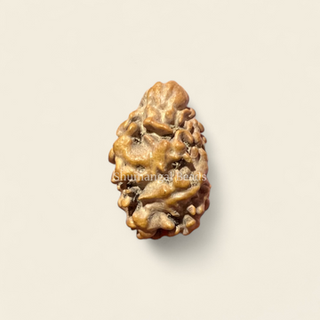 2 Mukhi Rudraksha Nepali (Regular)