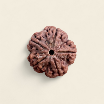5 Mukhi Rudraksha Nepali (Regular)