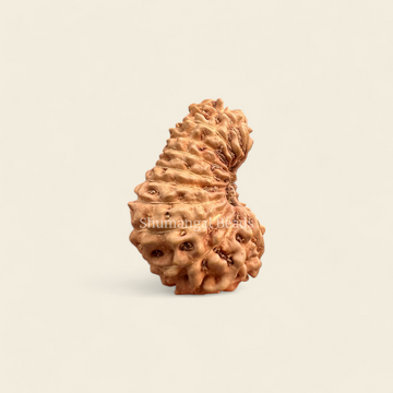 20 Mukhi Rudraksha Indonesian