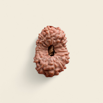 15 Mukhi Rudraksha Indonesian