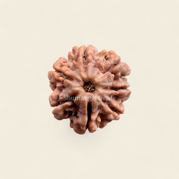 7 Mukhi Rudraksha Nepali (Regular)