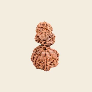Trijuti Rudraksha Nepali