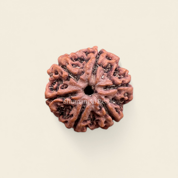 6 Mukhi Rudraksha Nepali (Medium)
