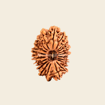 20 Mukhi Rudraksha Nepali