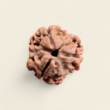 3 Mukhi Nepali Rudraksha - Super collector size
