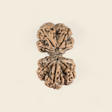 Gauri Shankar Rudraksha Nepali (Super Collector 47MM)