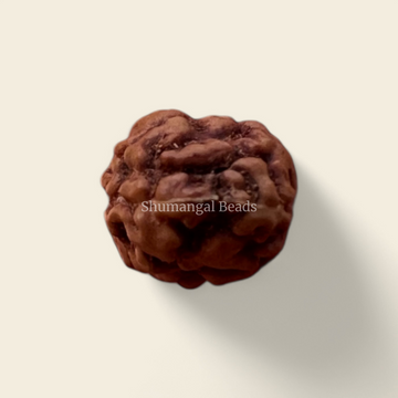 2 mukhi indonesian rudraksha