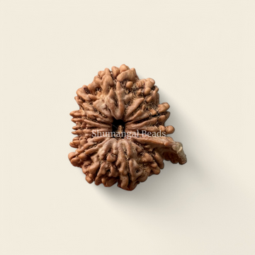 Ganesh Rudraksha Nepali (12 Mukhi 27MM)