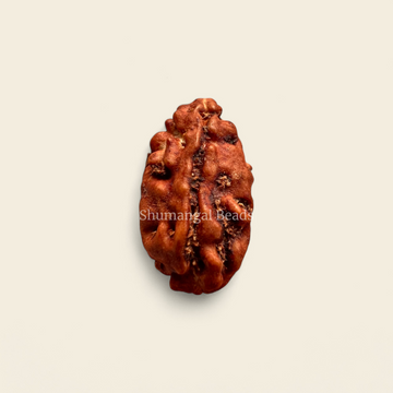 1 mukhi indonesian rudraksha