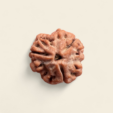 3 Mukhi Rudraksha Nepali (Collector)
