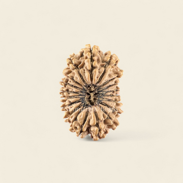 19 Mukhi Rudraksha Nepali (Super Collector 32MM)
