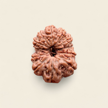 12 Mukhi Indonesian Rudraksha