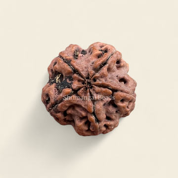 5 Mukhi Rudraksha Nepali (Super Collector)