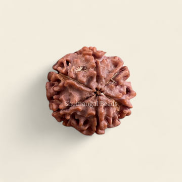 6 Mukhi Rudraksha Nepali (Regular)
