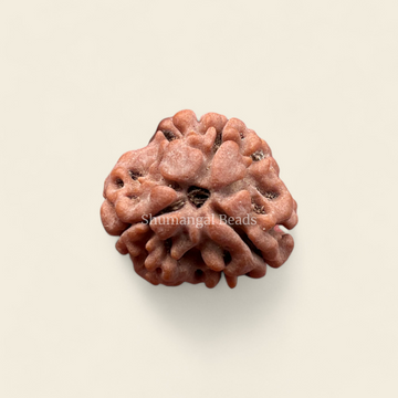 3 Mukhi Rudraksha Nepali (Regular)