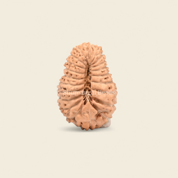 21 Mukhi Rudraksha Indonesian