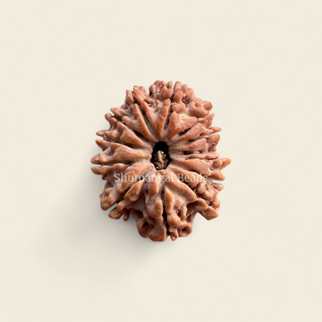13 Mukhi Rudraksha Nepali (Regular)