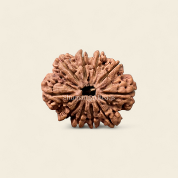 10 Mukhi Rudraksha Nepali (Super Collector)