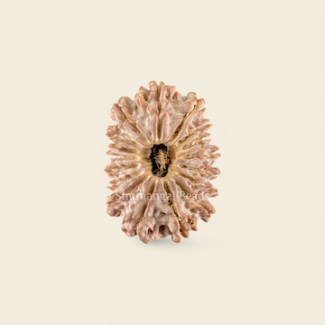 17 Mukhi Rudraksha Nepali (Collector)