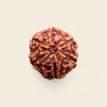 6 mukhi indonesian rudraksha