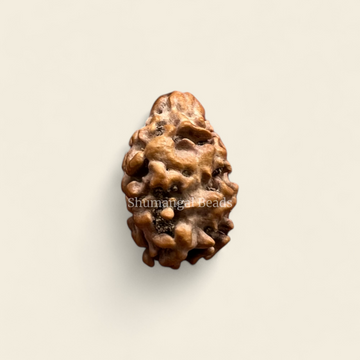 2 Mukhi Rudraksha Nepali (Medium)