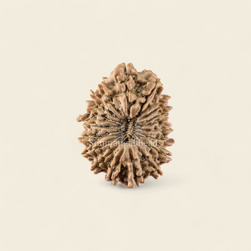 18 Mukhi Rudraksha Nepali (Collector)