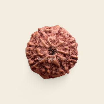 8 mukhi indonesian rudraksha