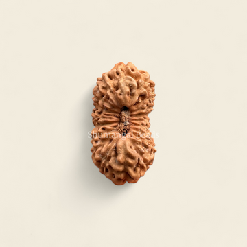 19 Mukhi Rudraksha Indonesian
