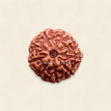 9 Mukhi Indoneseian Rudraksha