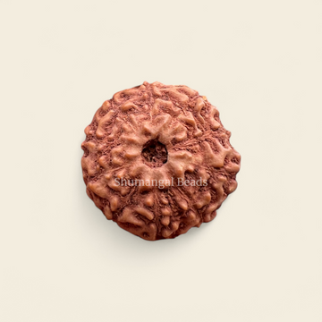 10 mukhi indonesian rudraksha