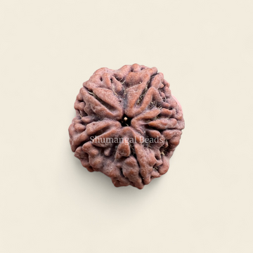 5 Mukhi Rudraksha Nepali (Collector)