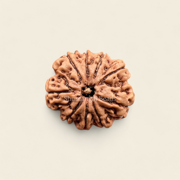 9 Mukhi Rudraksha Nepali (Medium)