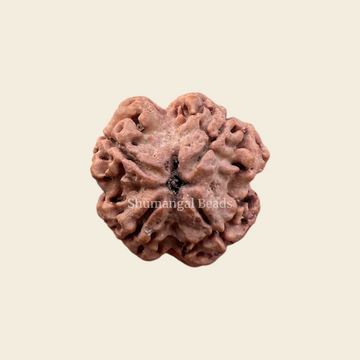 4 Mukhi Rudraksha Nepali (Medium)