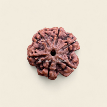 6 Mukhi Rudraksha Nepali (Collector)
