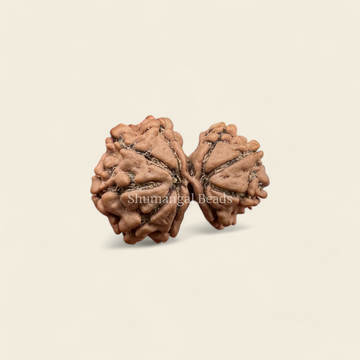 Garbh Gauri Rudraksha