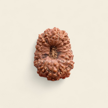 16 MUKHI INDONESIAN RUDRAKSHA