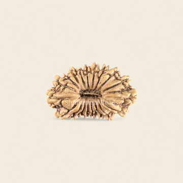 19 Mukhi Rudraksha Nepali (Regular)