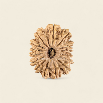 15 Mukhi Rudraksha Nepali (Super Collector)