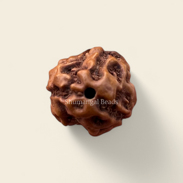 3 mukhi indonesian rudraksha