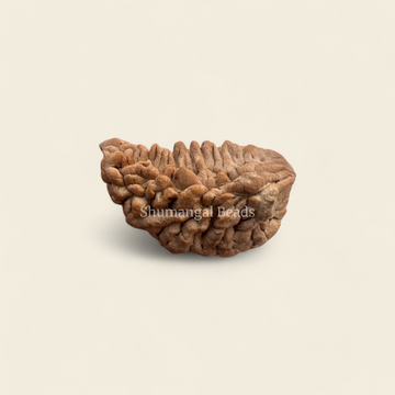 1 Mukhi Rudraksha (Regular)
