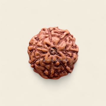 7 mukhi indonesian rudraksha