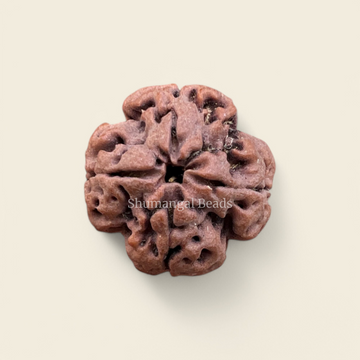 4 Mukhi Rudraksha Nepali (Super Collector)