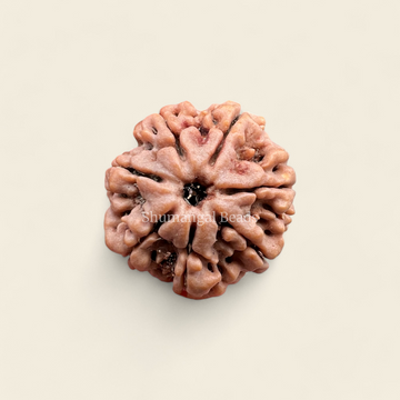 7 Mukhi Rudraksha Nepali (Medium)