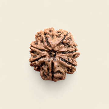 7 Mukhi Rudraksha Nepali (Collector)